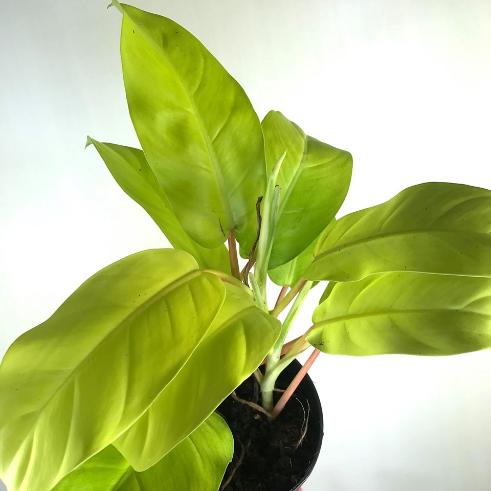 Philodendron Lemon Lime Special Plants Nelumbogarden