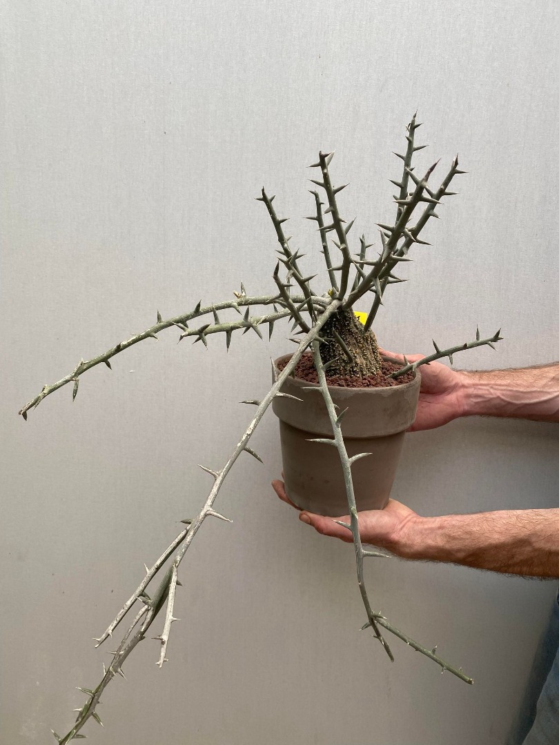 Adenia Globosa nr 1 - Caudex Plants - nelumbogarden