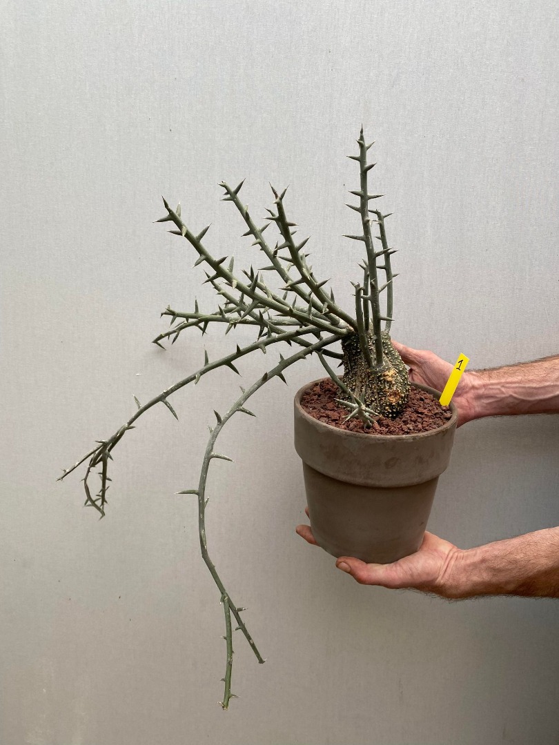 Adenia Globosa nr 1 - Caudex Plants - nelumbogarden