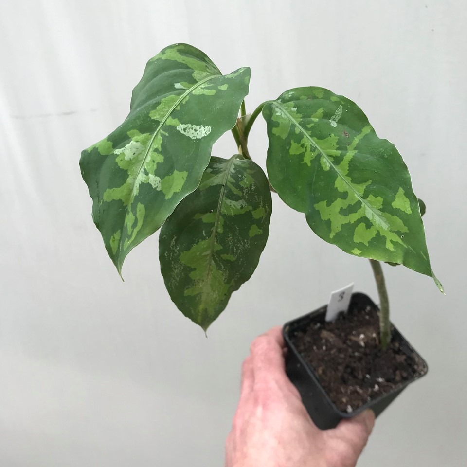  Aglaonema  Pictum Tricolor  3 Special Plants nelumbogarden