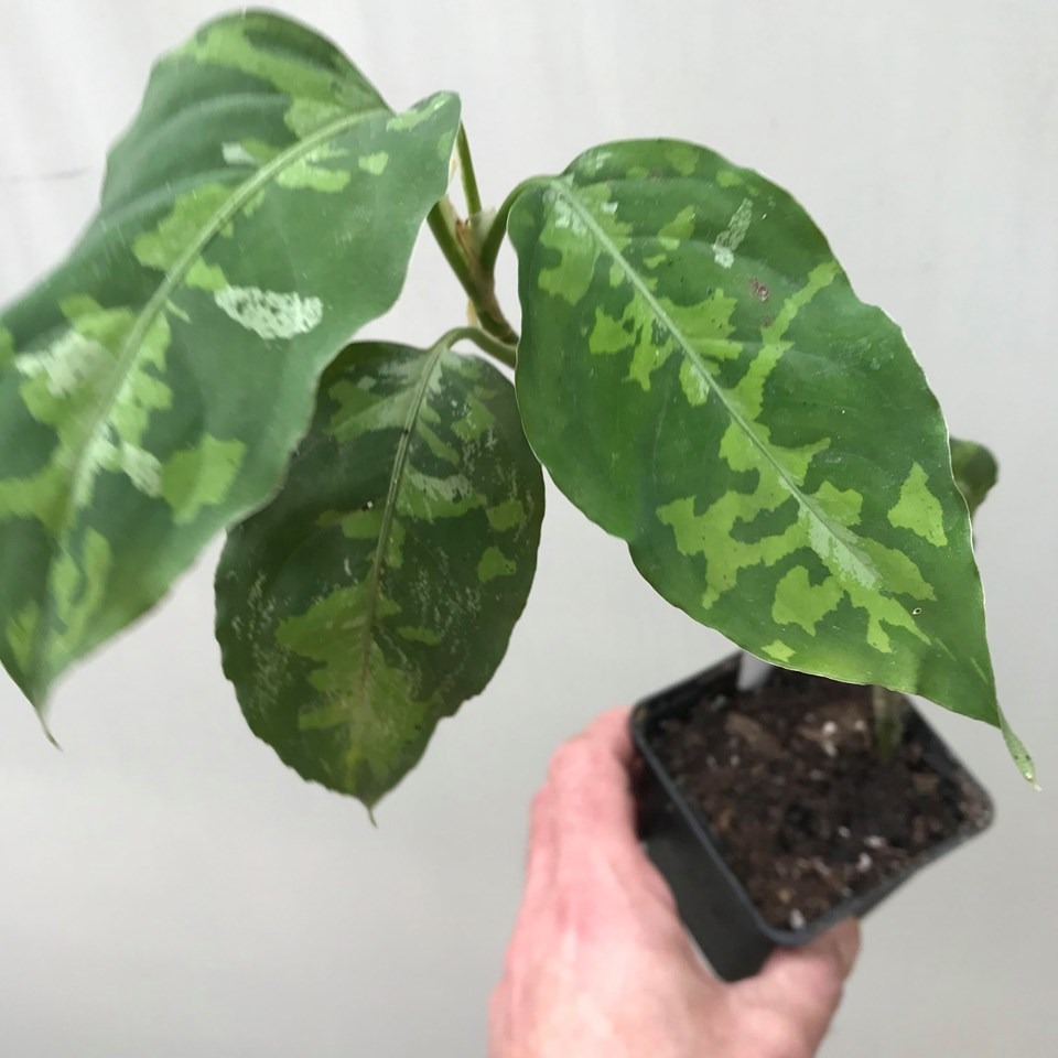  Aglaonema Pictum Tricolor  3 Special Plants nelumbogarden