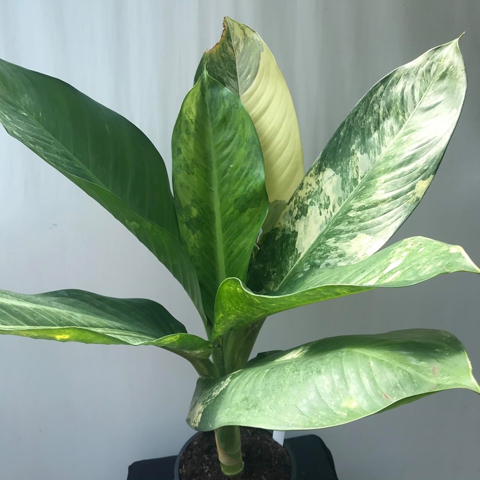 Dieffenbachia Big Ben Variegata 3 - Various Plants - nelumbogarden