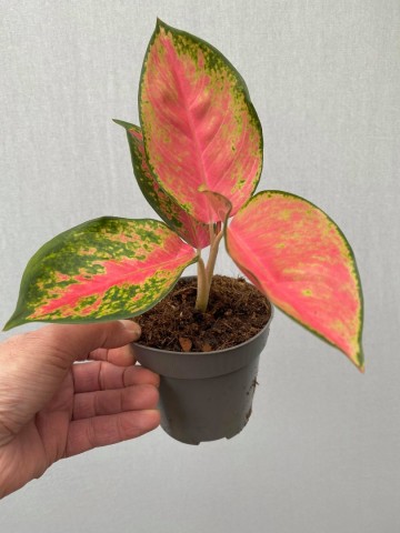  Aglaonema  Pink Katrina  Various Plants nelumbogarden