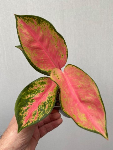  Aglaonema  Pink Katrina  Various Plants nelumbogarden