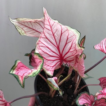 Caladium Florida Sweetheart 01 - Special Plants - nelumbogarden