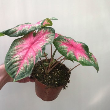 Caladium Rosebud - Special Plants - nelumbogarden
