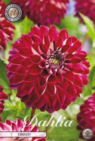 Dahlia Embassy 2 tubers per package - Bulbs And Tubers - nelumbogarden