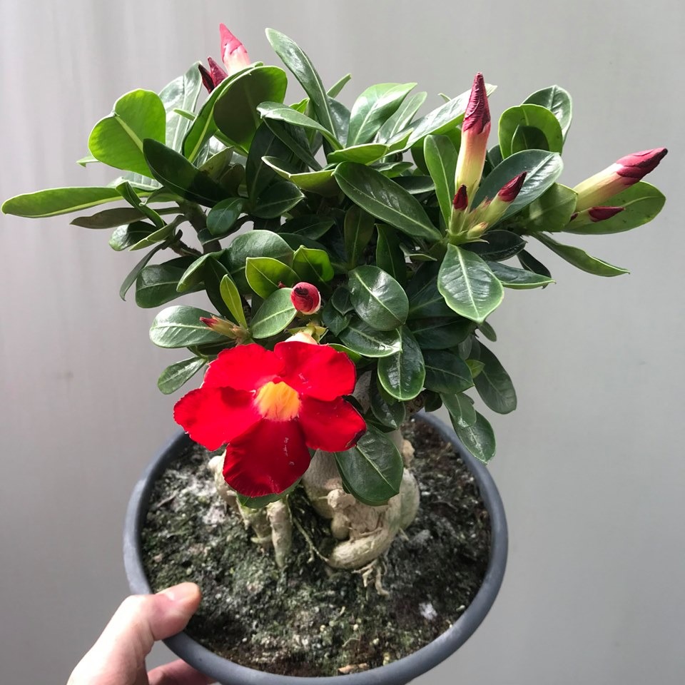 Adenium Obesum Red - Special Plants - nelumbogarden