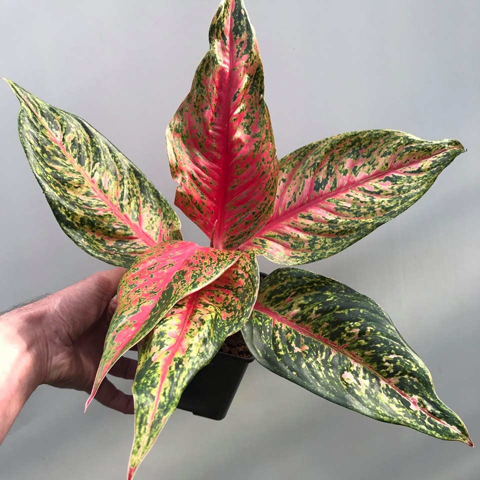 Aglaonema Fire Special Plants nelumbogarden