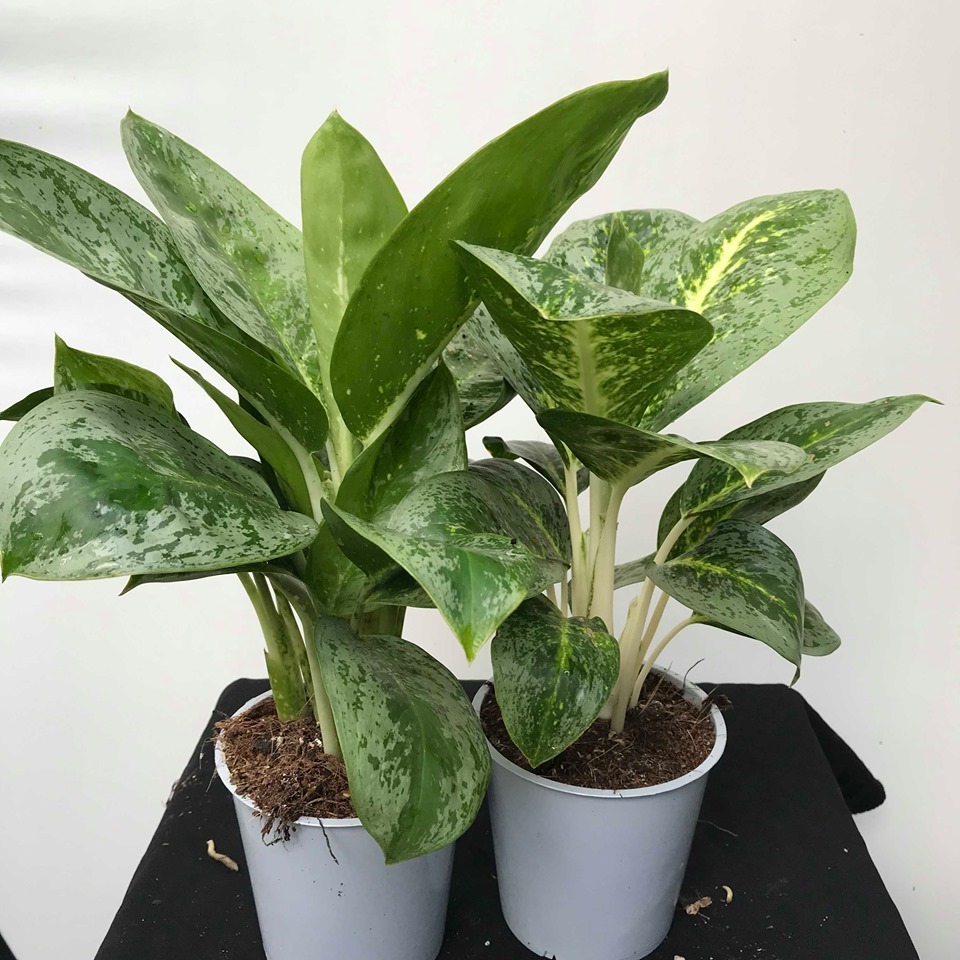  Aglaonema  Hybrid 01 Special Plants nelumbogarden