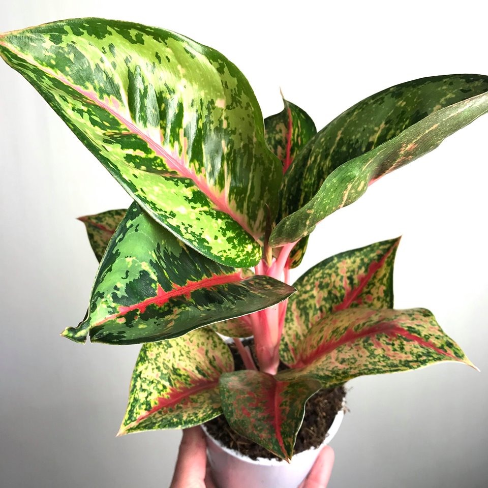  Aglaonema Hybrid  Red Stripe Special Plants nelumbogarden