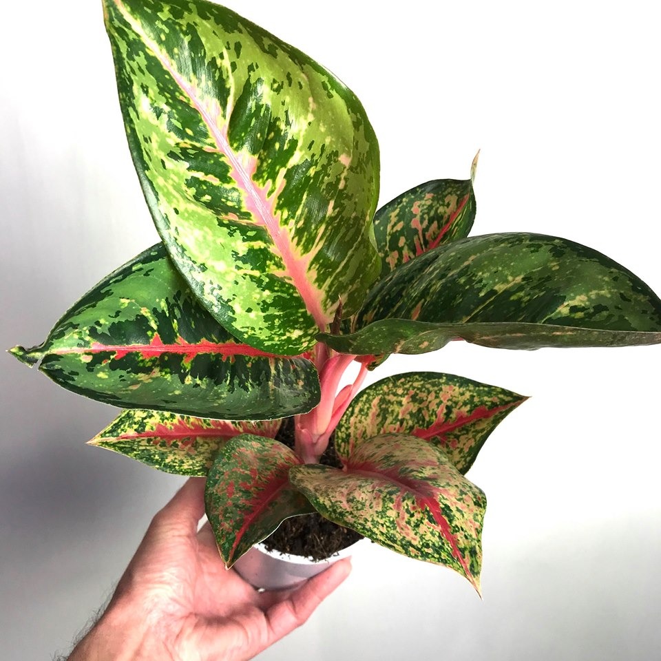  Aglaonema  Hybrid  Red Stripe Special Plants nelumbogarden