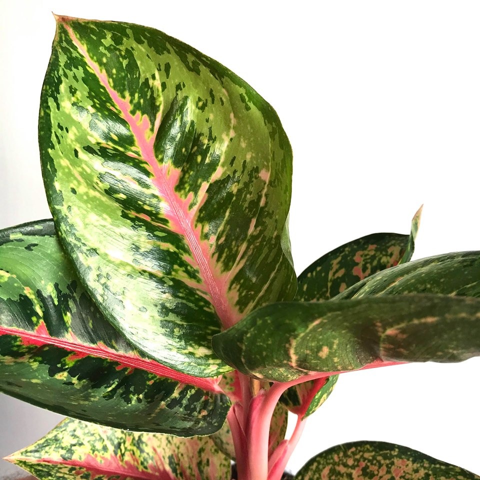  Aglaonema Hybrid  Red Stripe Special Plants nelumbogarden