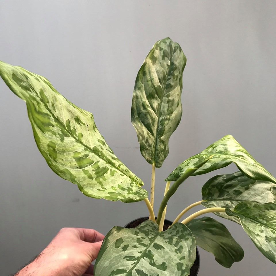  Aglaonema  Peacock Special Plants nelumbogarden