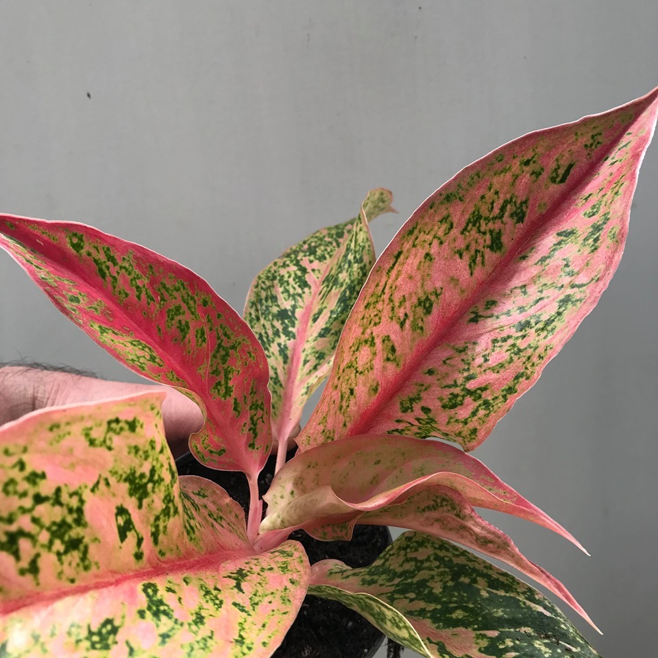 Aglaonema Prestige - Special Plants - nelumbogarden