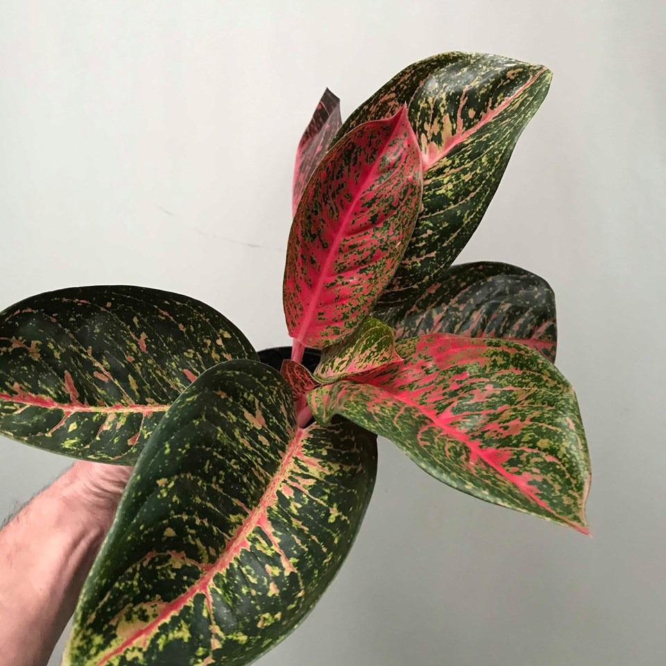  Aglaonema  Red  Hybrid Various Plants nelumbogarden