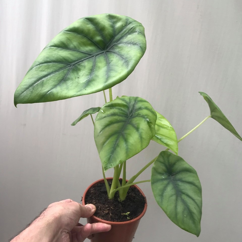 Alocasia Green Shield