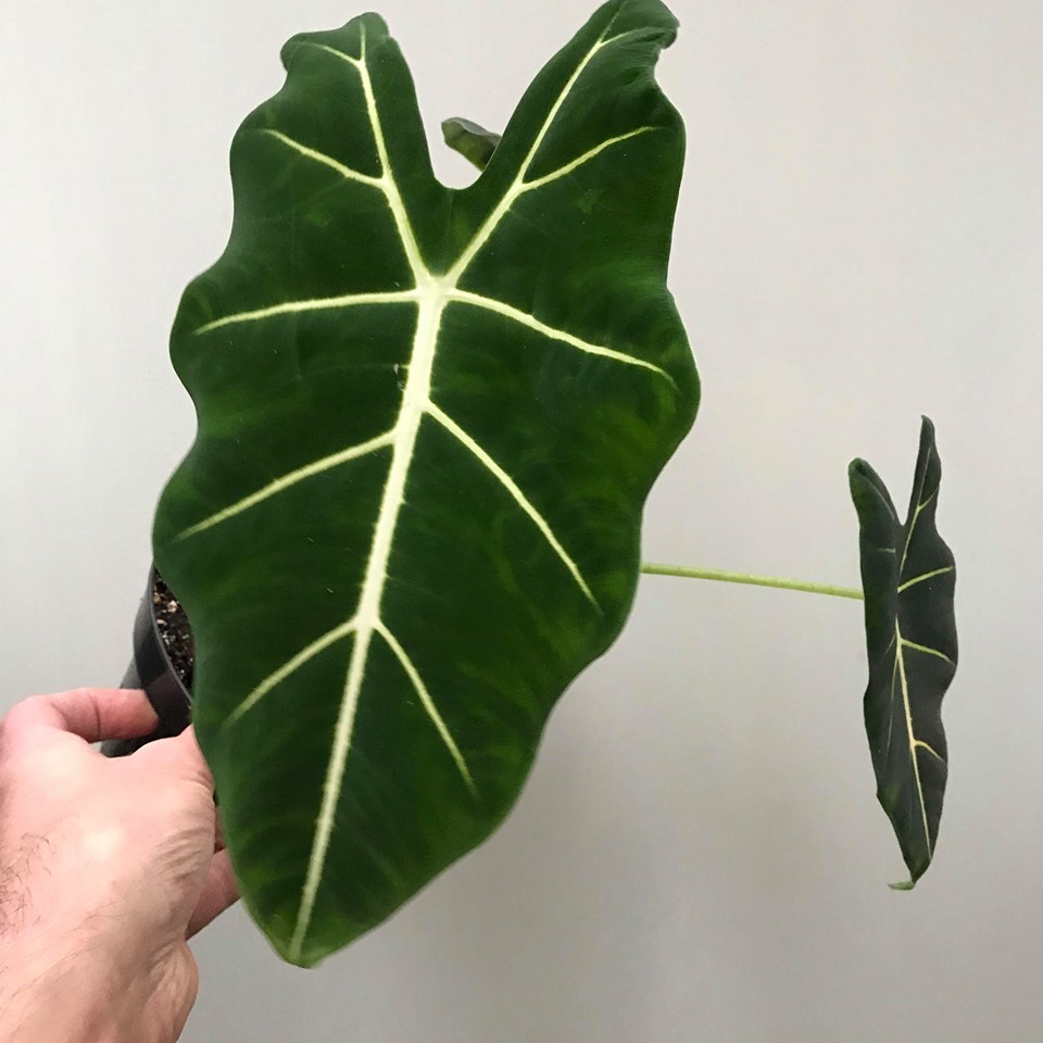 Alocasia Frydek - Various Plants - nelumbogarden