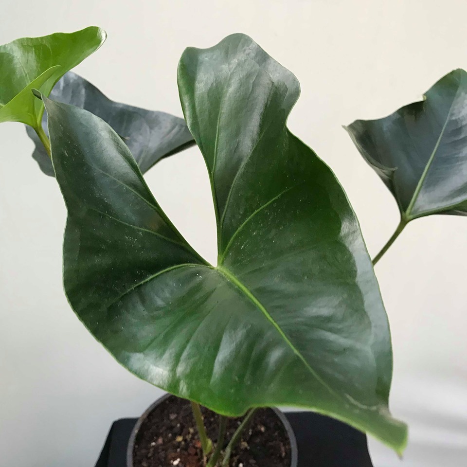 Anthurium Arrow - Special Plants - nelumbogarden