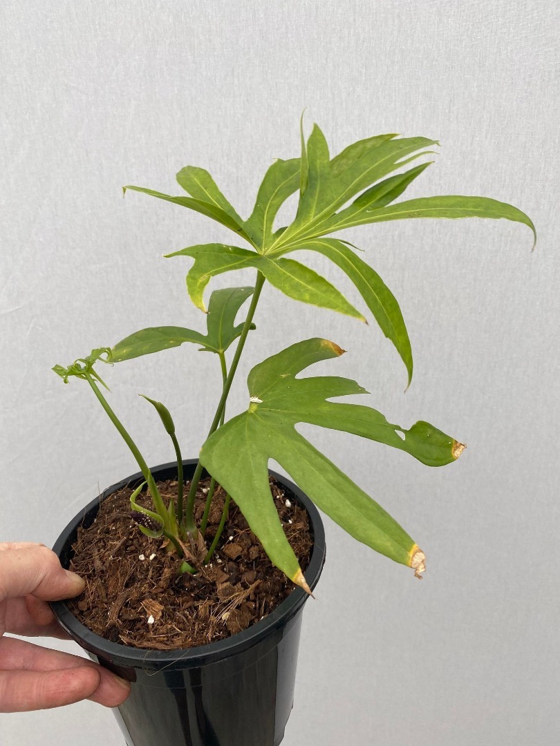 BLACK FRIDAY Anthurium Pedato Radiatum Fingers, Adult Leaf - Special ...