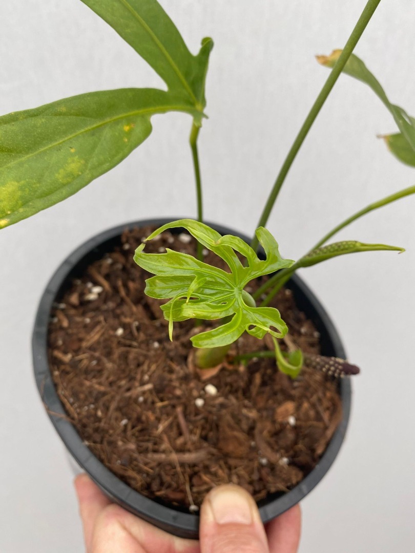 BLACK FRIDAY Anthurium Pedato Radiatum Fingers, Adult Leaf Special