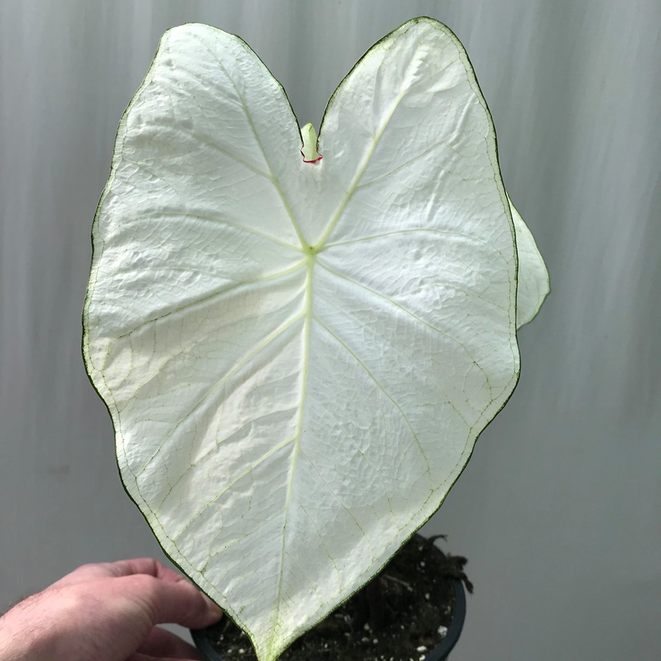 moonlight caladium moonlight caladium