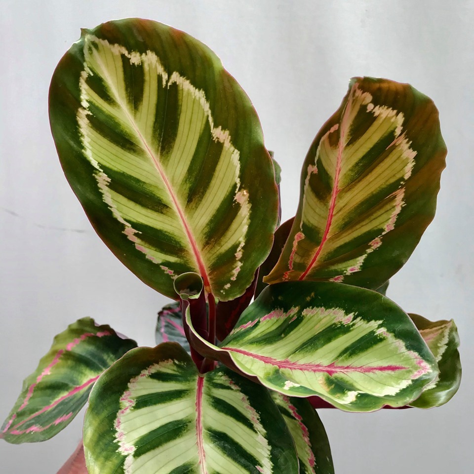 Calathea Roseopicta Illustris - Special Plants - nelumbogarden