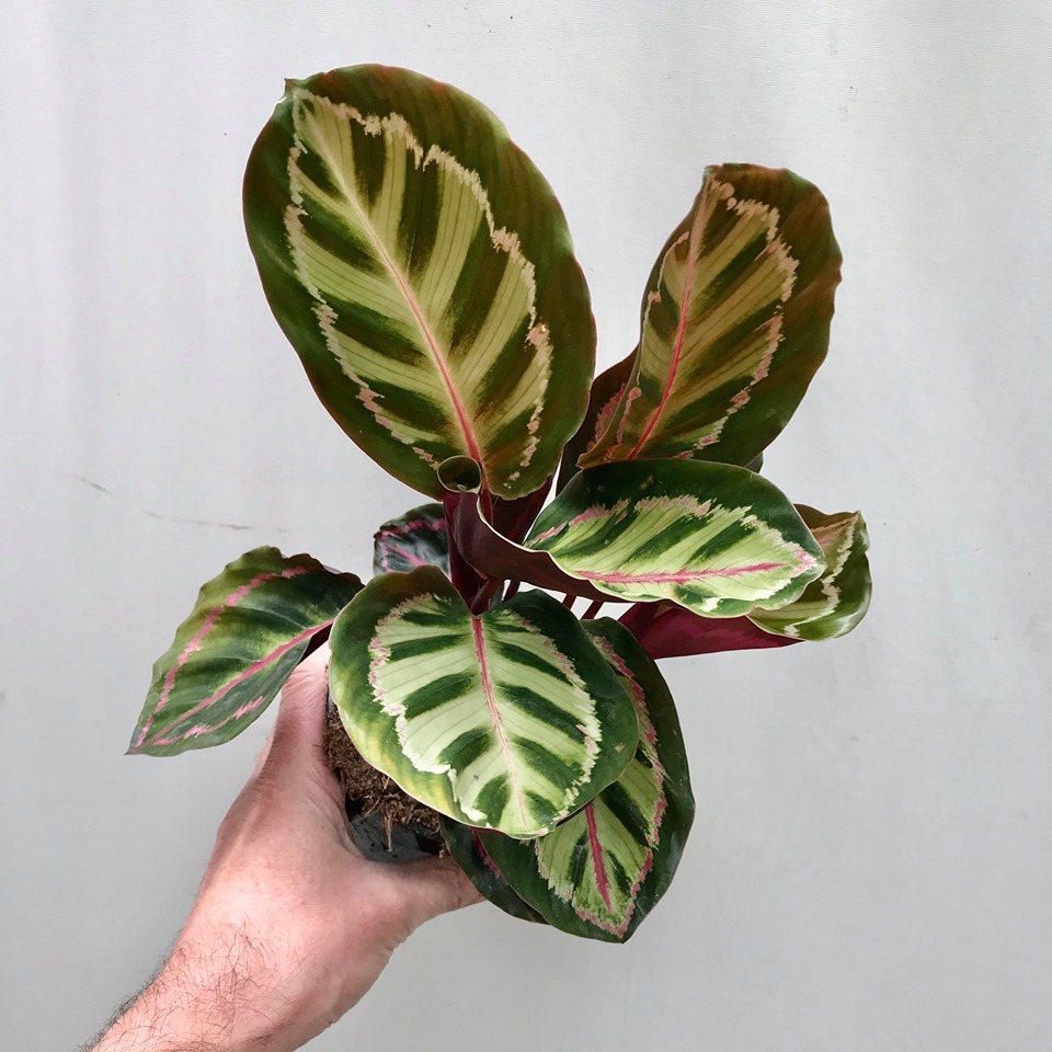 Calathea Roseopicta Illustris - Special Plants - nelumbogarden