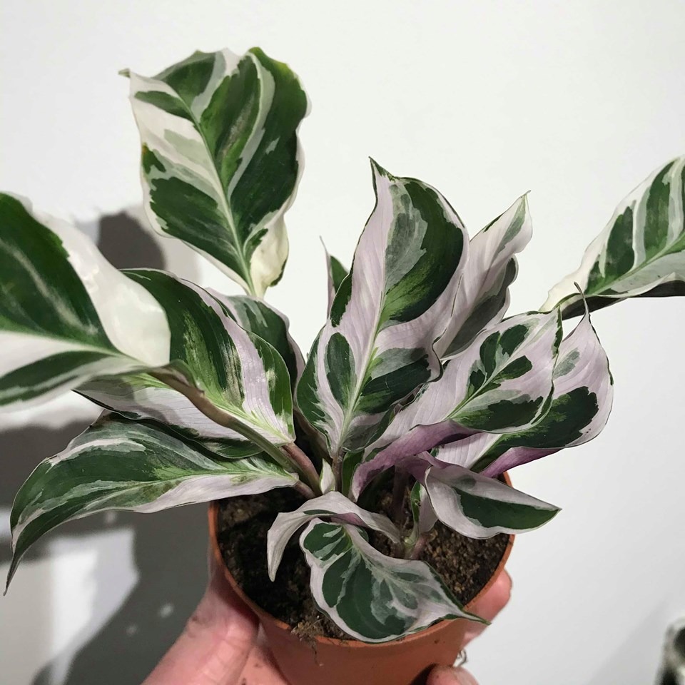  Calathea  White  Fushion Special Plants nelumbogarden