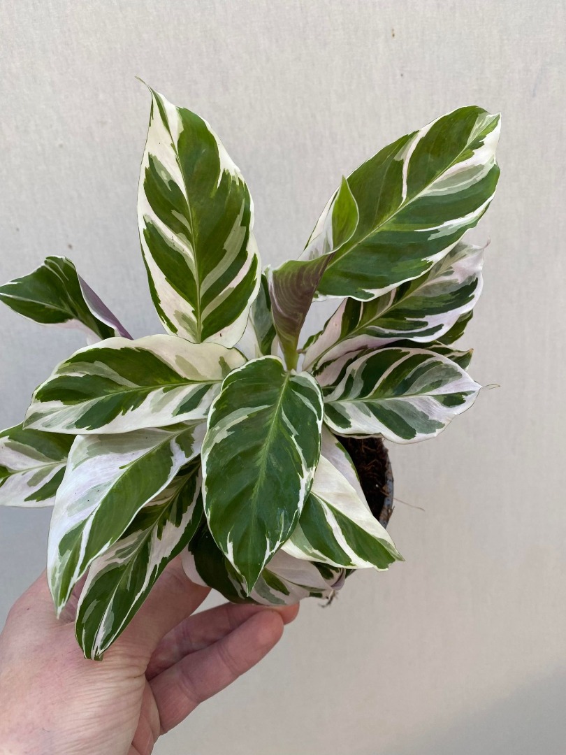  Calathea  White Fusion  Special Plants nelumbogarden