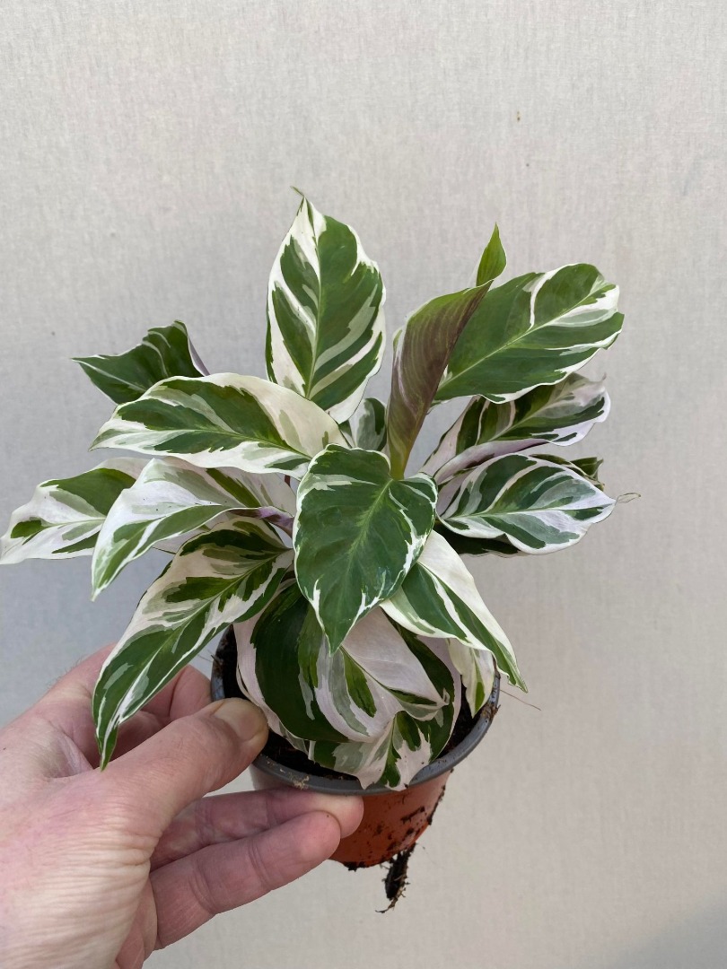  Calathea  White  Fusion Special Plants nelumbogarden