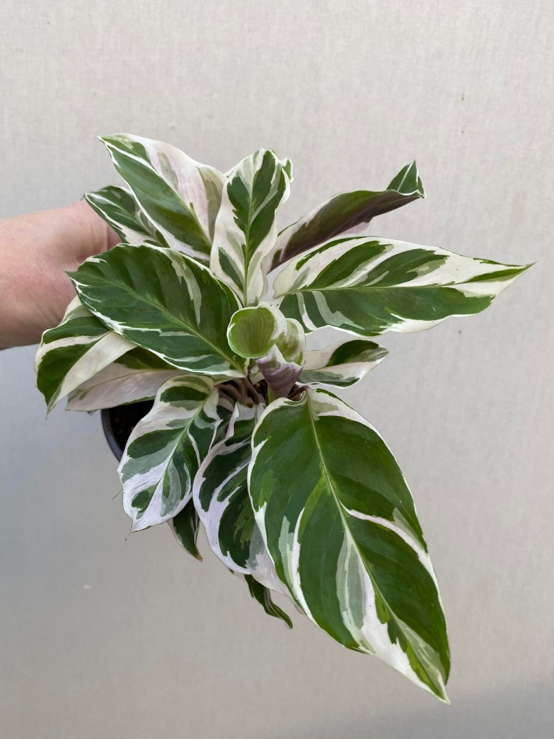  Calathea  White Fusion  Special Plants nelumbogarden