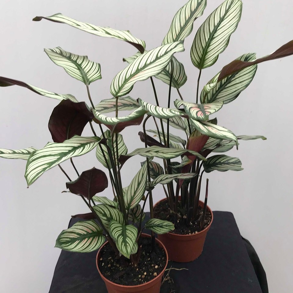 Calathea "Whitestar" Special Plants nelumbogarden