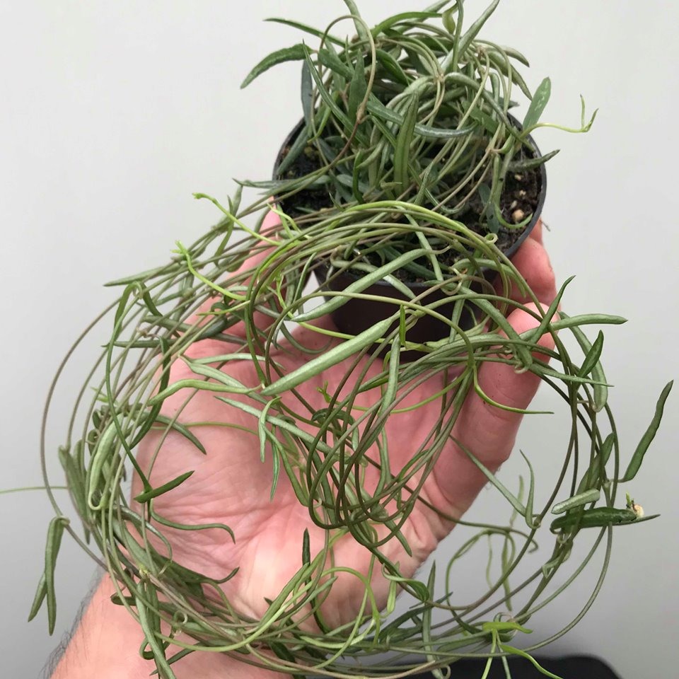 Ceropegia "String Of Needles" Special Plants nelumbogarden