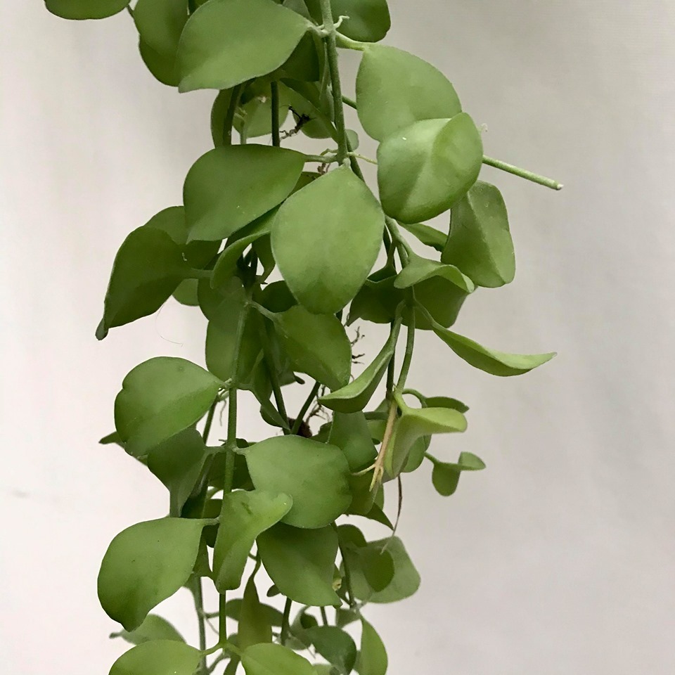  Dischidia Geri  Special Plants nelumbogarden