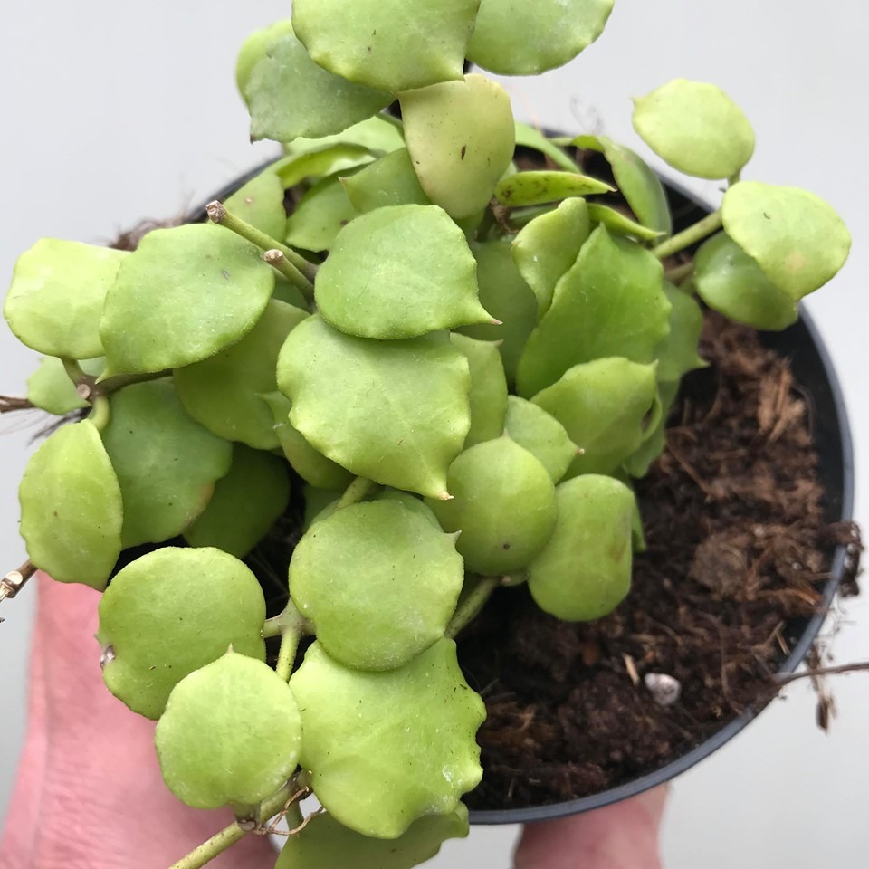 Hoya Endauensis - Special Plants - nelumbogarden