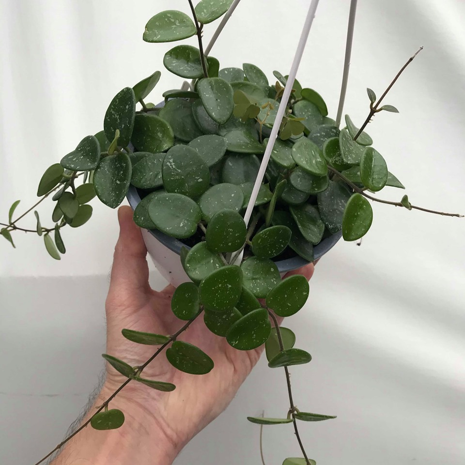 Hoya Mathilde - Special Plants - nelumbogarden