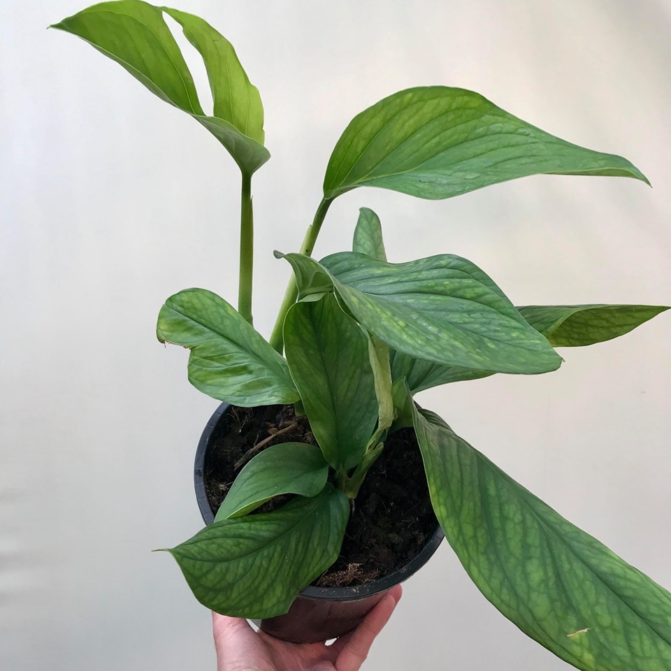 Monstera "Pinnatipartita" - Special Plants - nelumbogarden