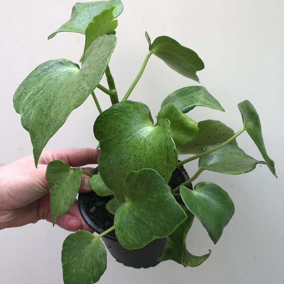 Peperomia Polybotrya Variegata - Special Plants - Nelumbogarden