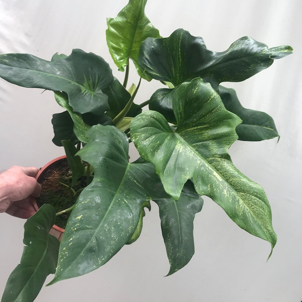 SPECIAL OFFER Philodendron Golden Dragon - Special Plants - nelumbogarden