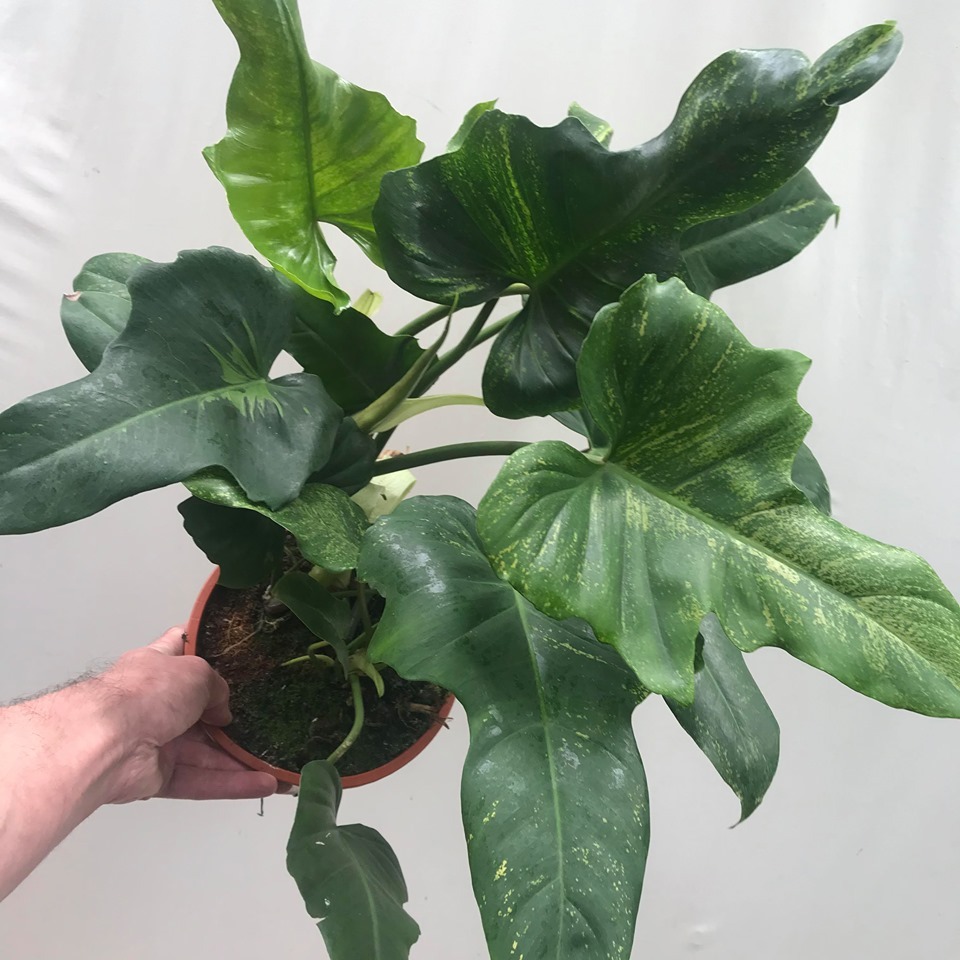 SPECIAL OFFER Philodendron Golden Dragon - Special Plants - nelumbogarden