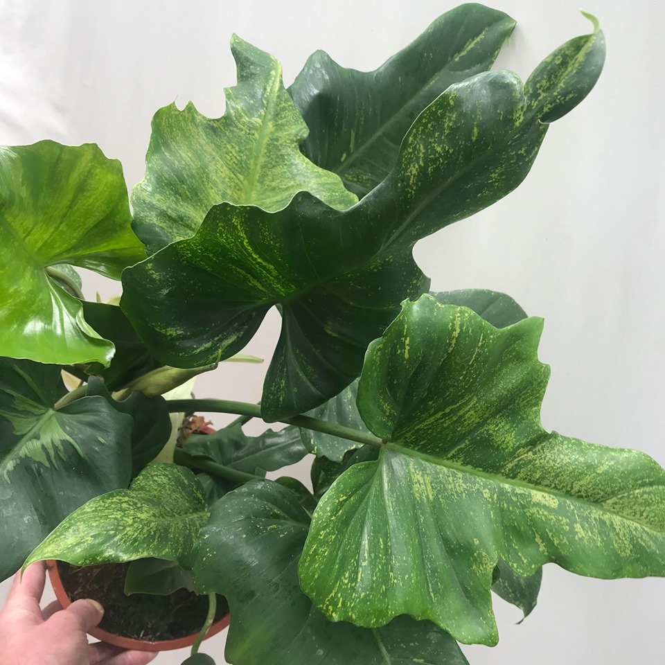 SPECIAL OFFER Philodendron Golden Dragon - Special Plants - nelumbogarden