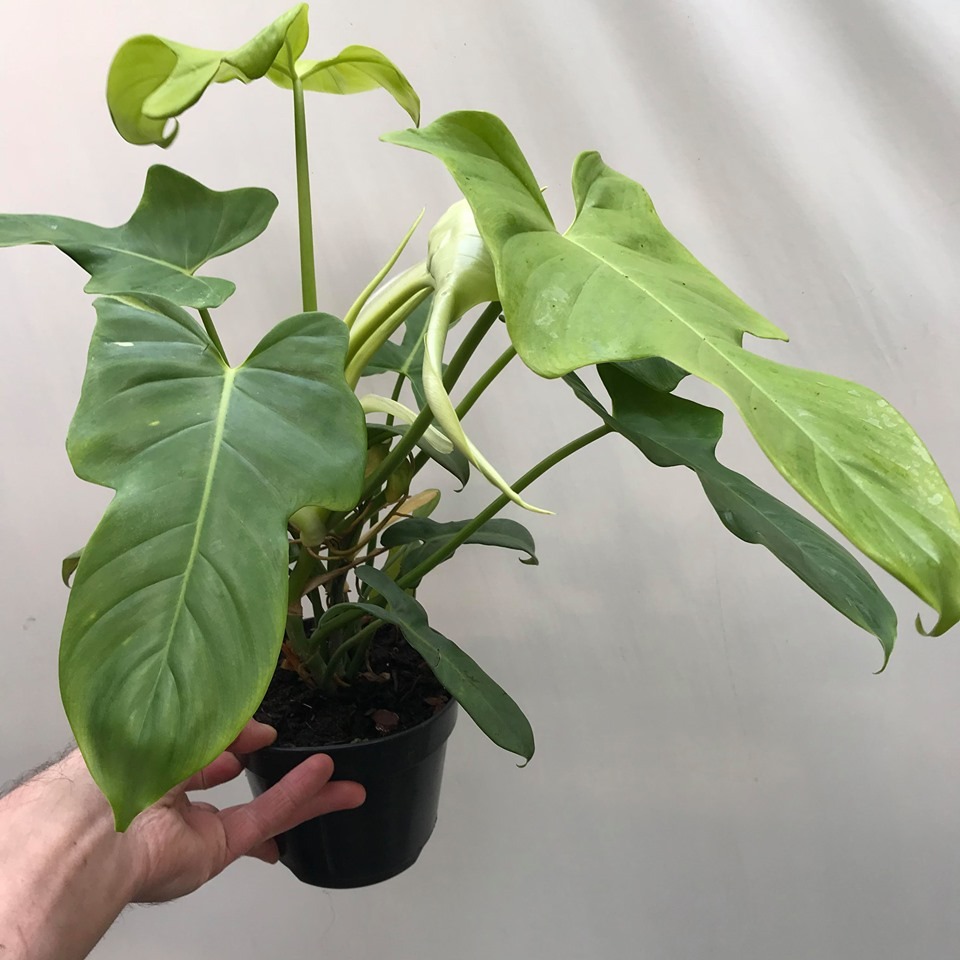 Philodendron Golden Violin Large - Special Plants - nelumbogarden