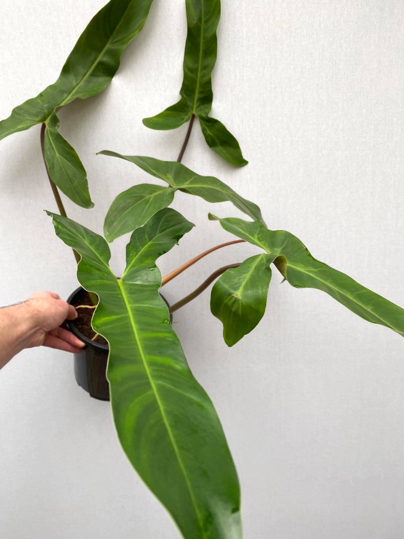 Philodendron Mexicanum XXl Plant - Special Plants - Nelumbogarden