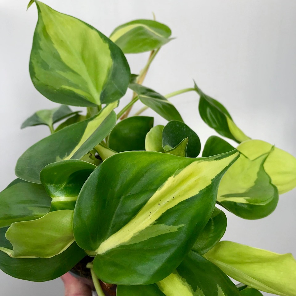 Philodendron 