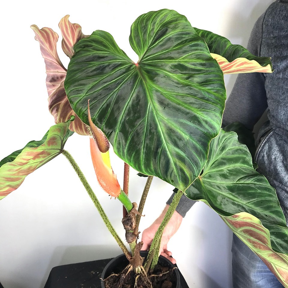 Philodendron Verrucosum Large Size - Philodendron and Monstera ...