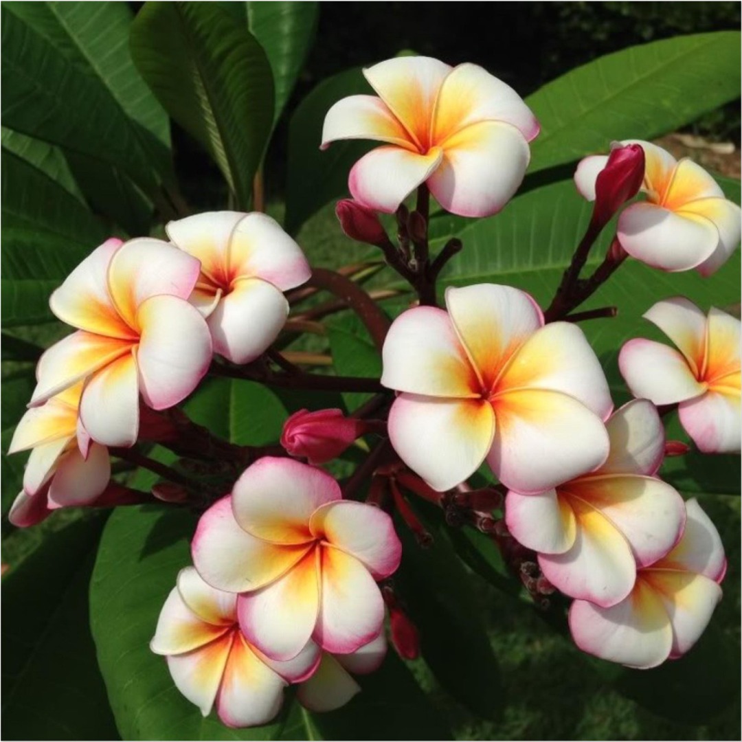 Plumeria Rubra 