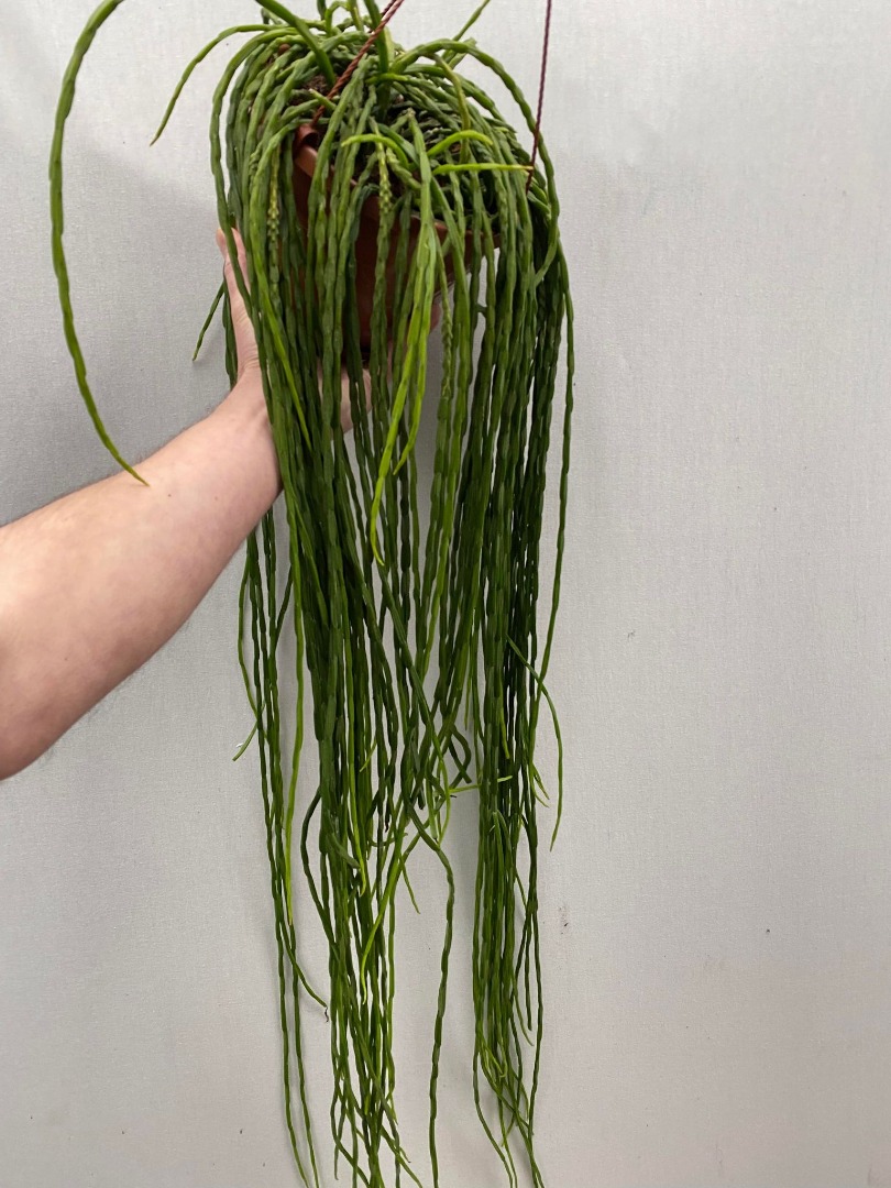 Rhipsalis Paradoxa Minor - Special Plants - nelumbogarden