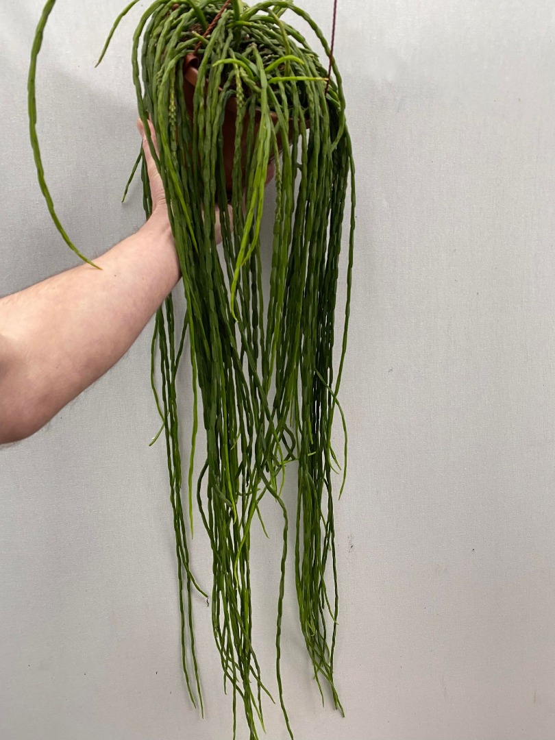 Rhipsalis Paradoxa Minor - Various Plants - nelumbogarden