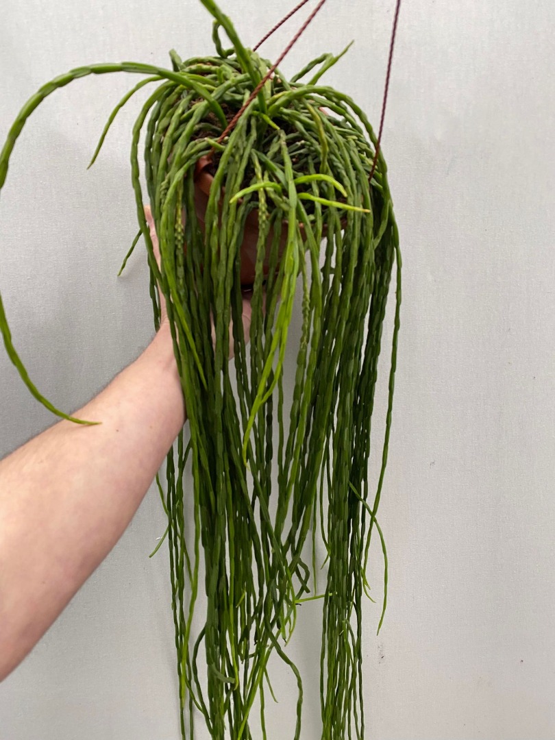 Rhipsalis Paradoxa Minor - Various Plants - nelumbogarden